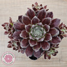 Sempervivum 'Pacific Feather Power'