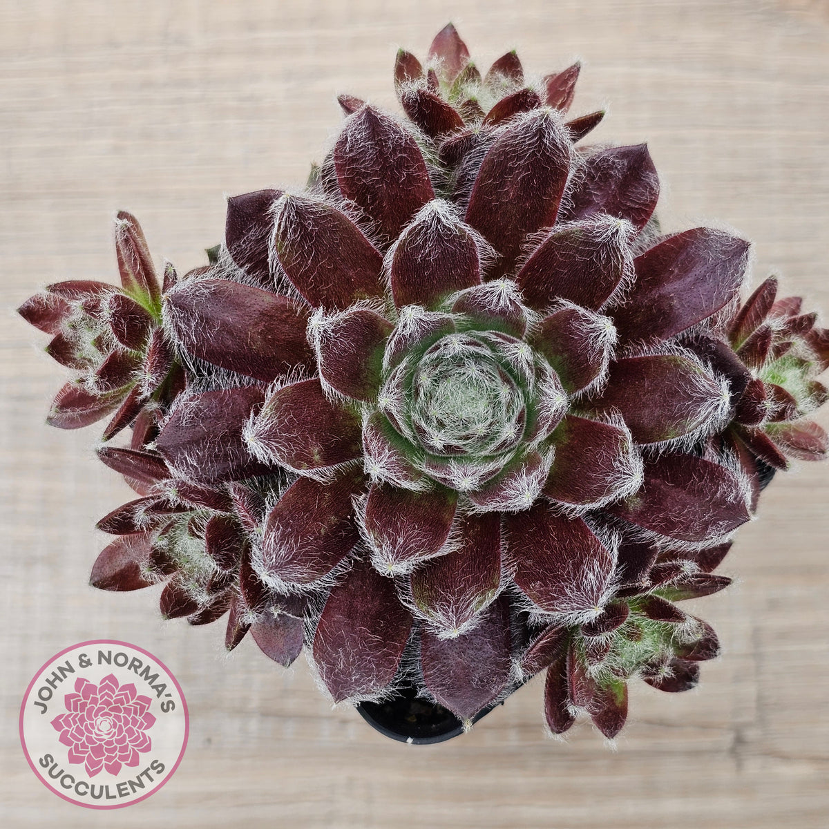 Sempervivum 'Pacific Feather Power'