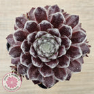 Sempervivum 'Pacific Feather Power'