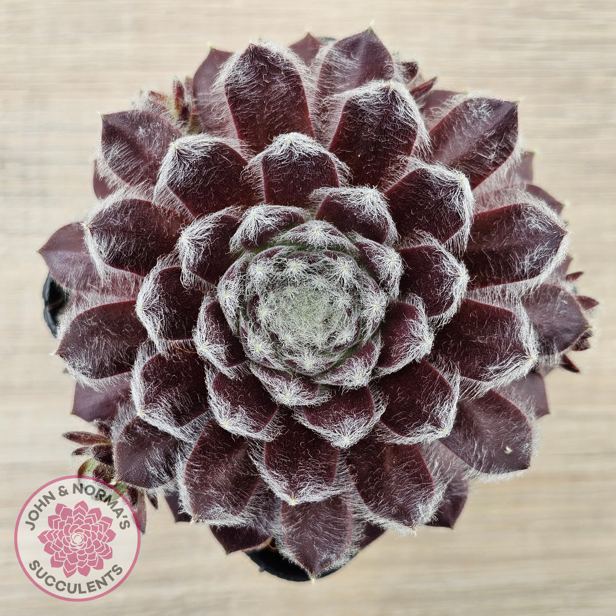 Sempervivum 'Pacific Feather Power'