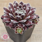 Sempervivum 'Pacific Feather Power'