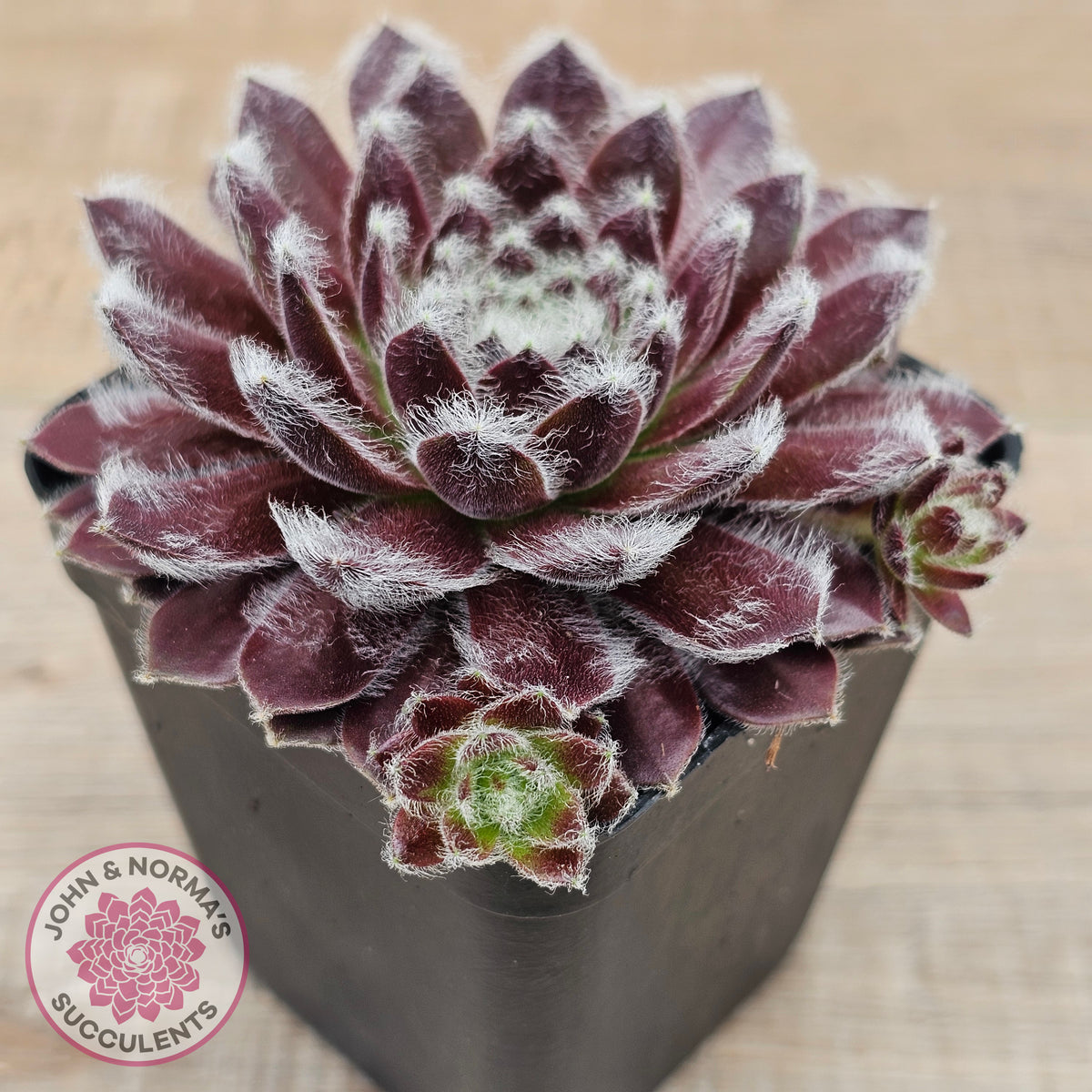 Sempervivum 'Pacific Feather Power'