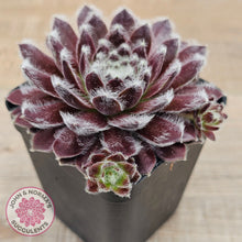 Load image into Gallery viewer, Sempervivum &#39;Pacific Feather Power&#39;
