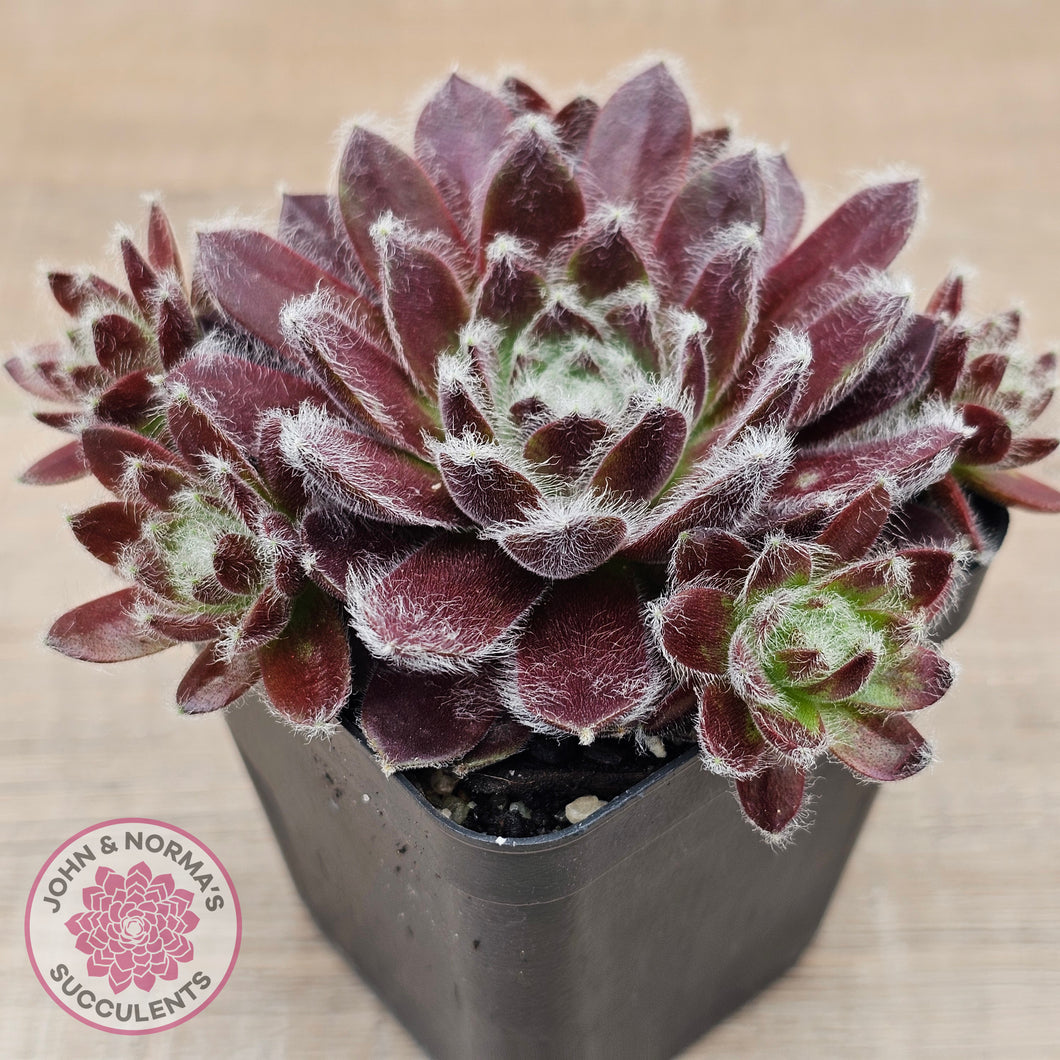 Sempervivum 'Pacific Feather Power'