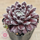 Sempervivum 'Pacific Feather Power'
