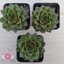 Load image into Gallery viewer, Sempervivum 'Pacific Purple Shadows'
