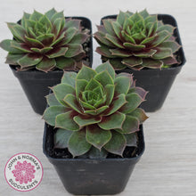 Load image into Gallery viewer, Sempervivum 'Pacific Purple Shadows'
