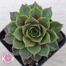 Load image into Gallery viewer, Sempervivum 'Pacific Purple Shadows'
