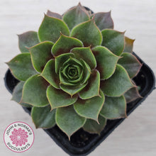 Load image into Gallery viewer, Sempervivum 'Pacific Purple Shadows'
