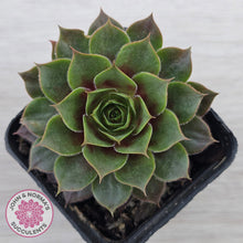Load image into Gallery viewer, Sempervivum 'Pacific Purple Shadows'
