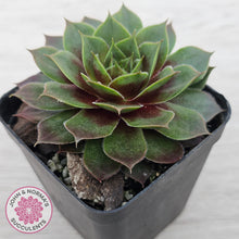 Load image into Gallery viewer, Sempervivum 'Pacific Purple Shadows'
