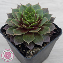 Load image into Gallery viewer, Sempervivum 'Pacific Purple Shadows'
