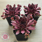 Sempervivum 'Pacific Red Rose'