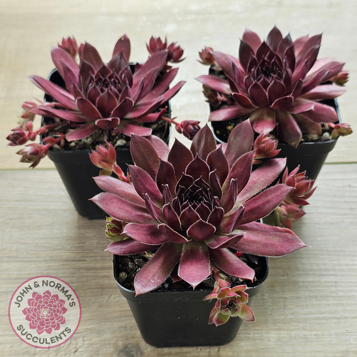 Sempervivum 'Pacific Red Rose'