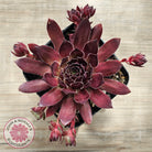 Sempervivum 'Pacific Red Rose'