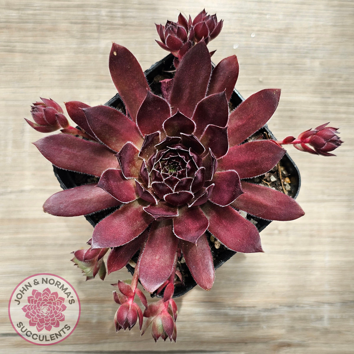 Sempervivum 'Pacific Red Rose'