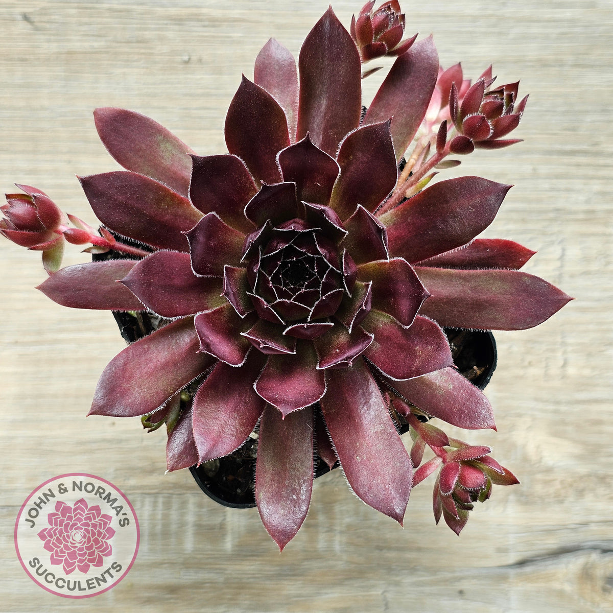 Sempervivum 'Pacific Red Rose'