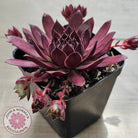 Sempervivum 'Pacific Red Rose'