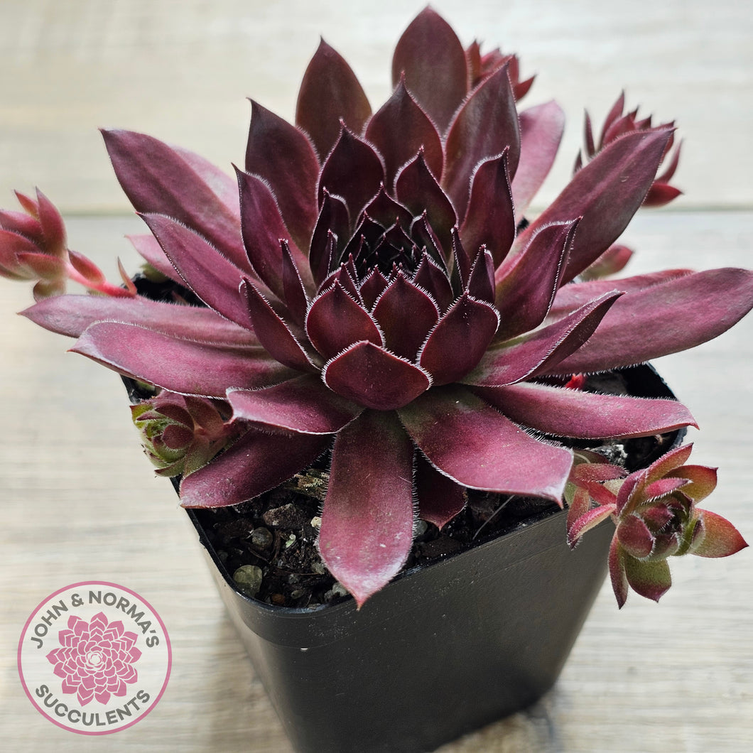 reddish-purple succulent Buy Sempervivum 'Pacific Red Rose' Australia