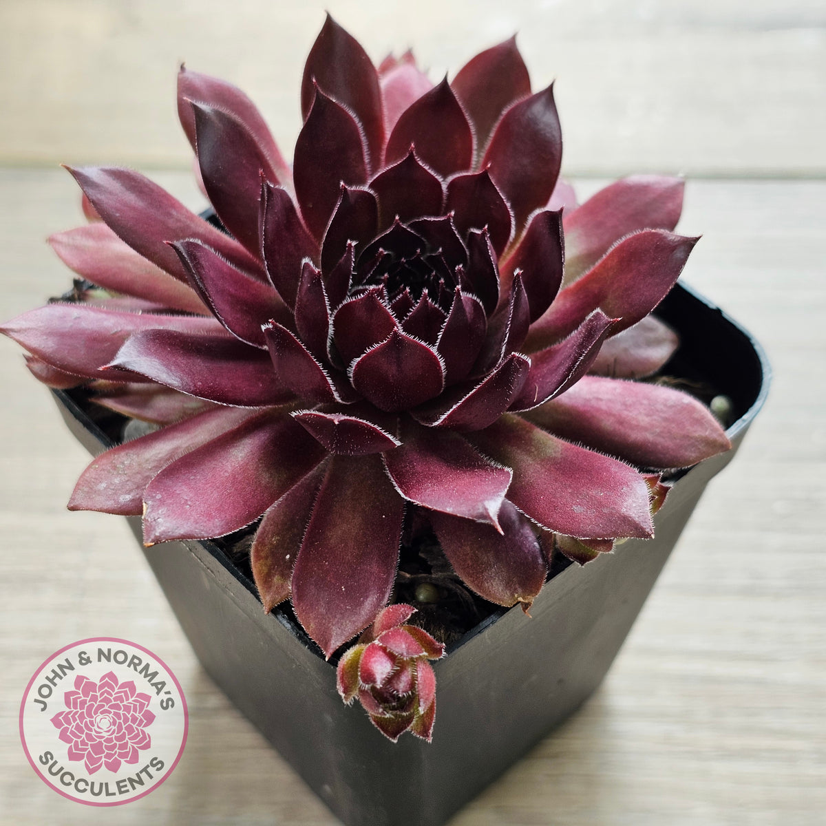 Sempervivum 'Pacific Red Rose'