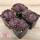Sempervivum 'Pink Puff'