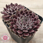 Sempervivum 'Pink Puff'