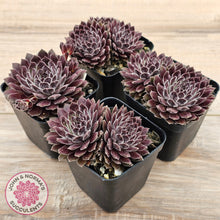Load image into Gallery viewer, Sempervivum &#39;Pink Puff&#39;
