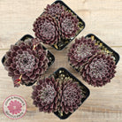 Sempervivum 'Pink Puff'