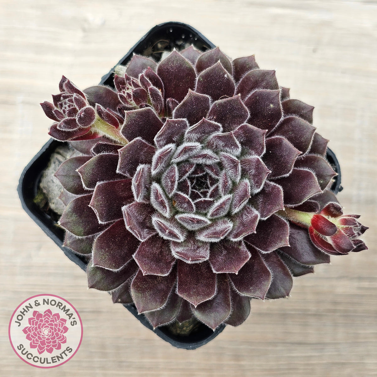 Sempervivum 'Pink Puff'