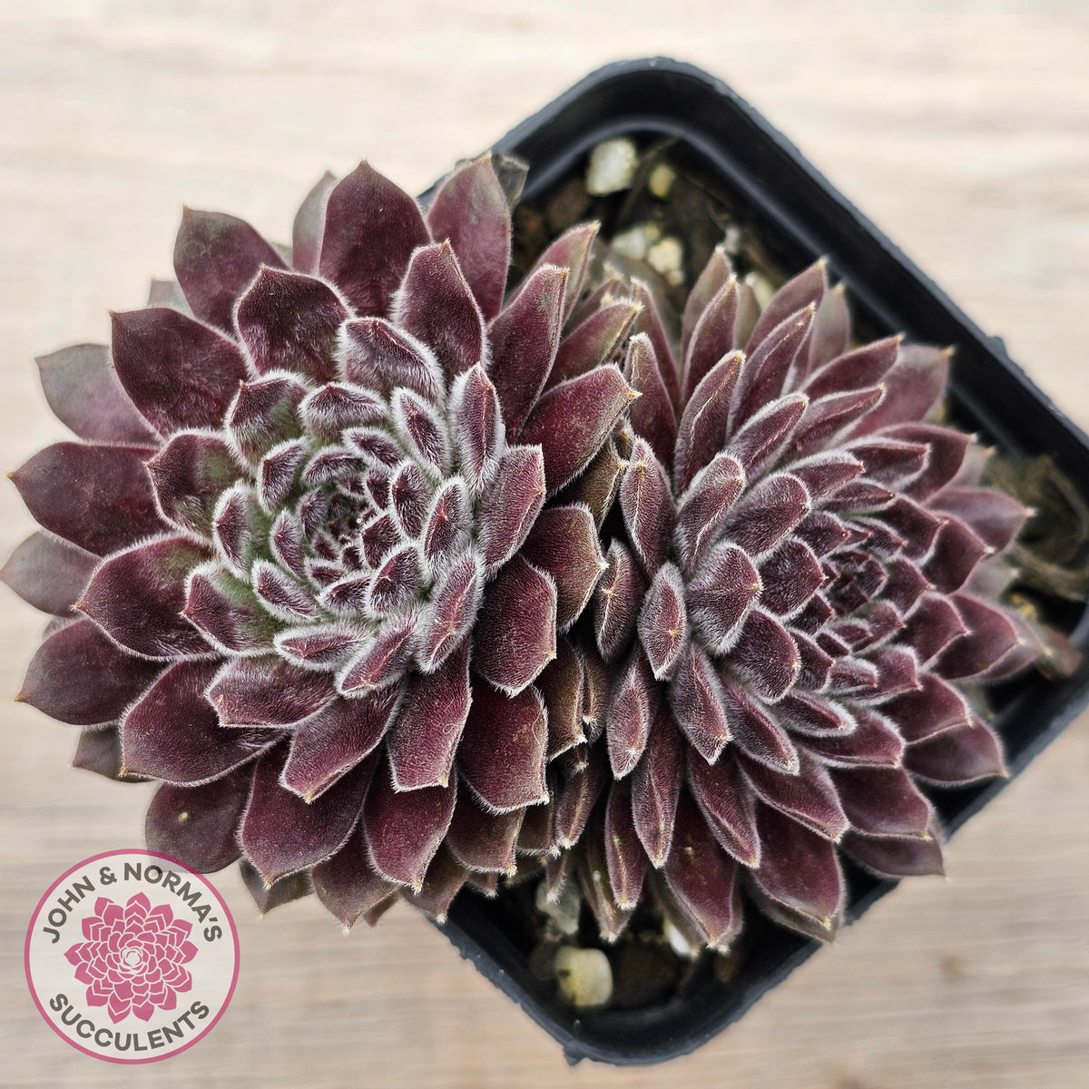 Sempervivum 'Pink Puff'