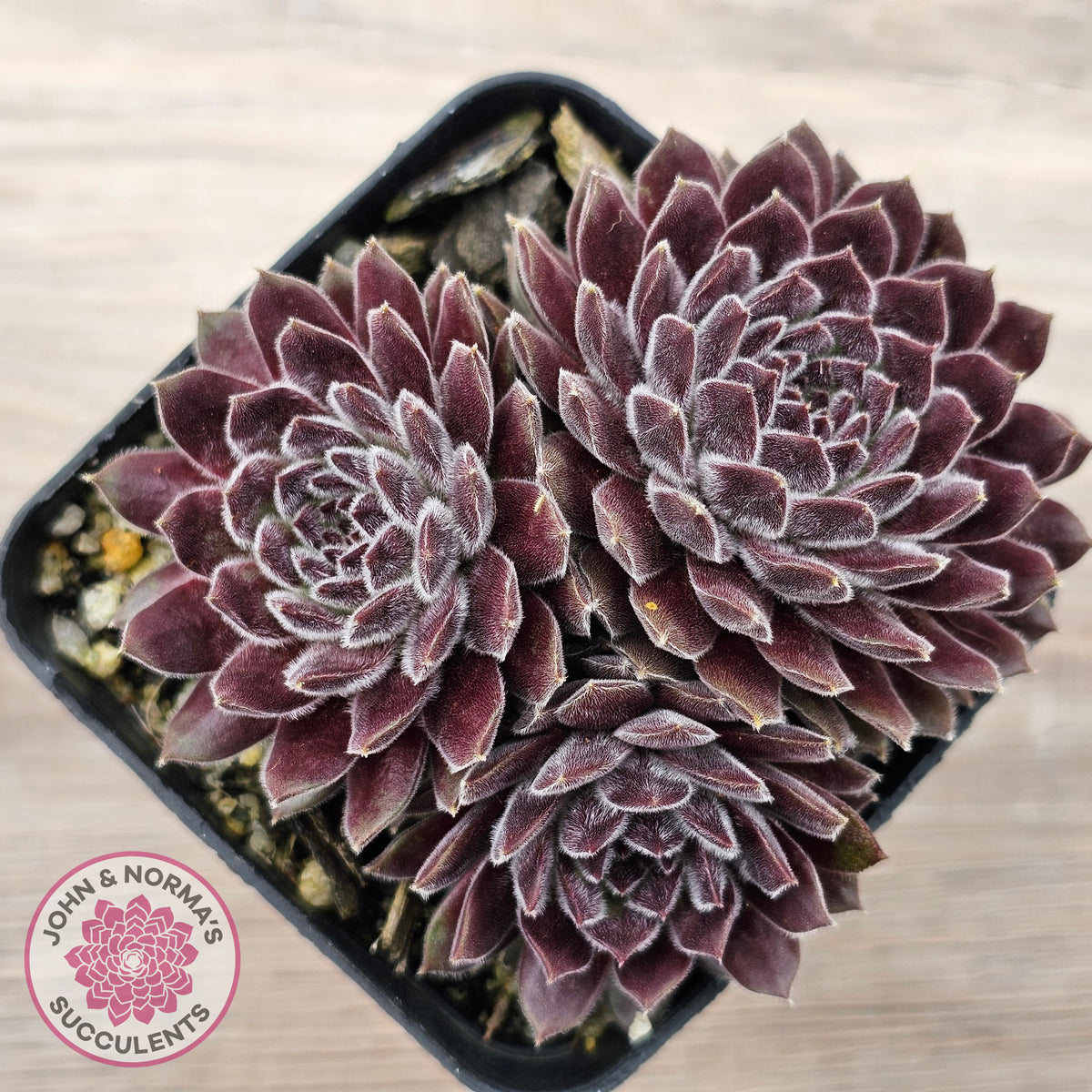Sempervivum 'Pink Puff'