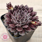 Sempervivum 'Pink Puff'