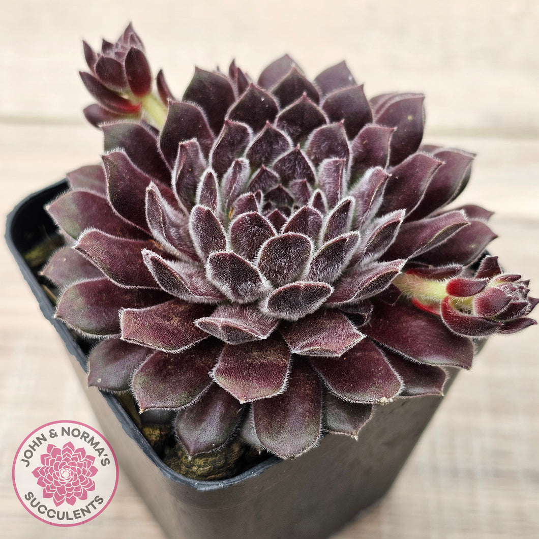 Sempervivum 'Pink Puff'