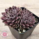 Sempervivum 'Pink Puff'