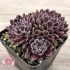 Sempervivum 'Pink Puff'