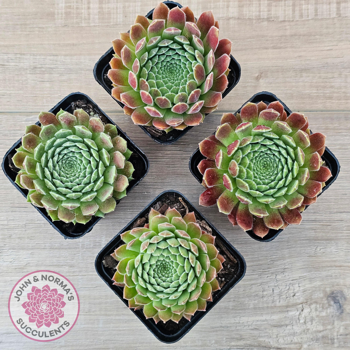 Sempervivum 'Pink Puff'