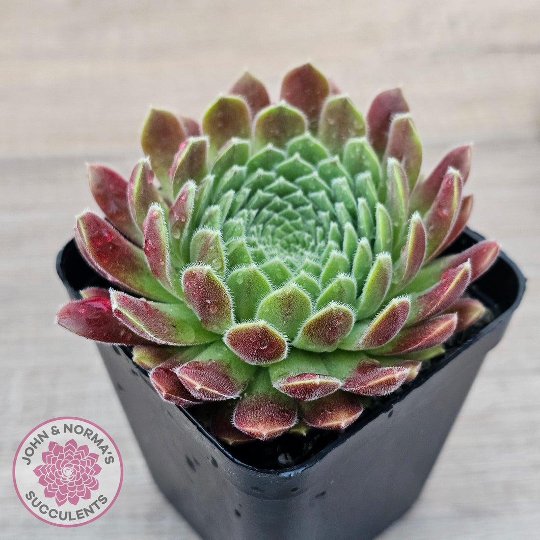 Sempervivum 'Pink Puff' - John & Norma's Succulents Australia