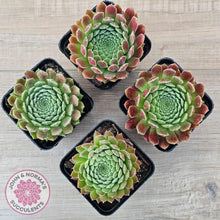 Load image into Gallery viewer, Sempervivum &#39;Pink Puff&#39; - John &amp; Norma&#39;s Succulents Australia
