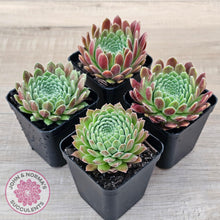 Load image into Gallery viewer, Sempervivum &#39;Pink Puff&#39; - John &amp; Norma&#39;s Succulents Australia
