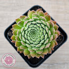 Sempervivum 'Pink Puff'