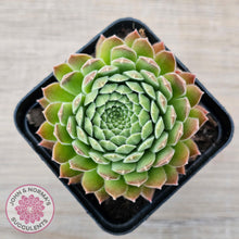 Load image into Gallery viewer, Sempervivum &#39;Pink Puff&#39; - John &amp; Norma&#39;s Succulents Australia
