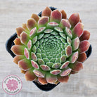 Sempervivum 'Pink Puff'