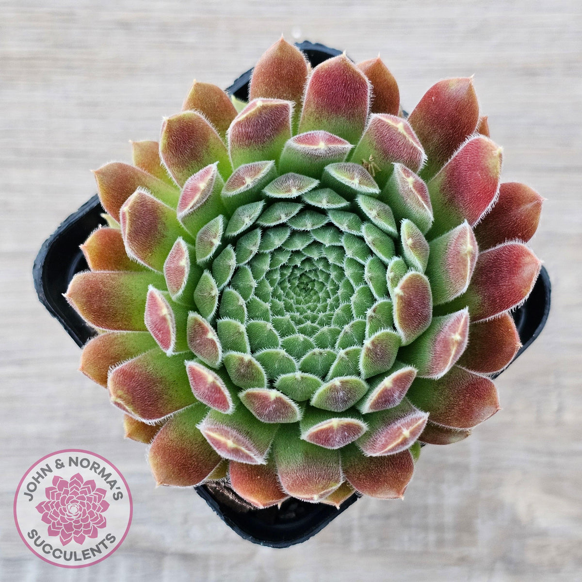Sempervivum 'Pink Puff'