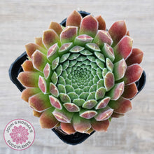 Load image into Gallery viewer, Sempervivum &#39;Pink Puff&#39; - John &amp; Norma&#39;s Succulents Australia
