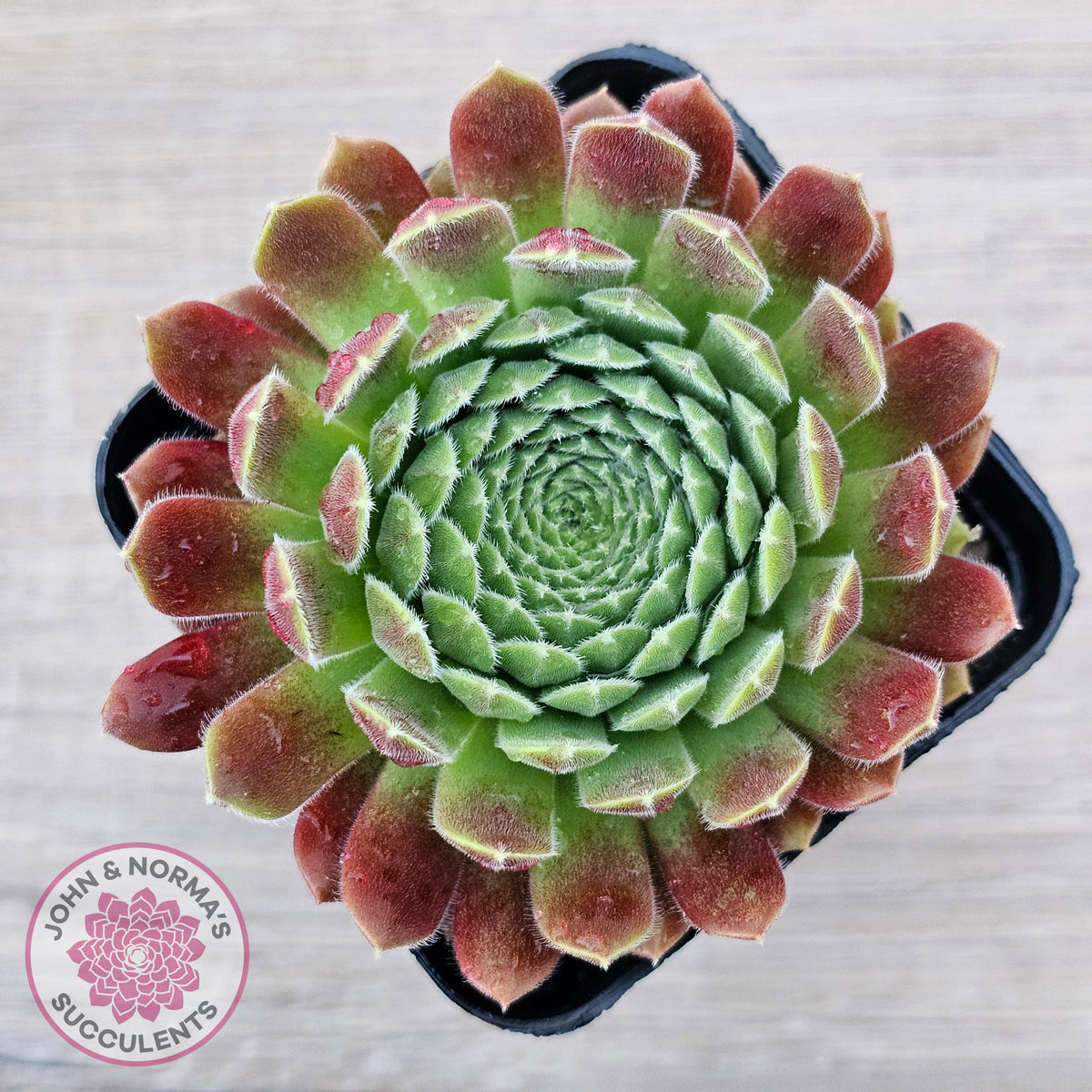 Sempervivum 'Pink Puff'