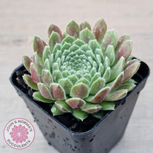 Load image into Gallery viewer, Sempervivum &#39;Pink Puff&#39; - John &amp; Norma&#39;s Succulents Australia
