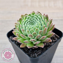 Load image into Gallery viewer, Sempervivum &#39;Pink Puff&#39; - John &amp; Norma&#39;s Succulents Australia
