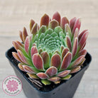 Sempervivum 'Pink Puff'