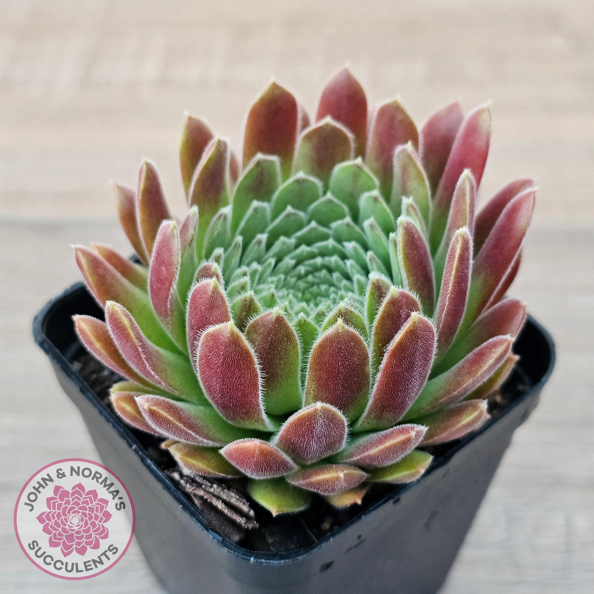 Sempervivum 'Pink Puff'