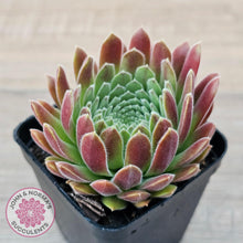 Load image into Gallery viewer, Sempervivum &#39;Pink Puff&#39; - John &amp; Norma&#39;s Succulents Australia
